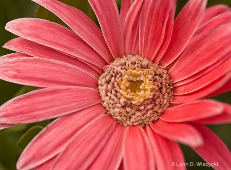 Lovely in Pink!