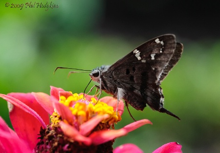 Long Tailed Skipper