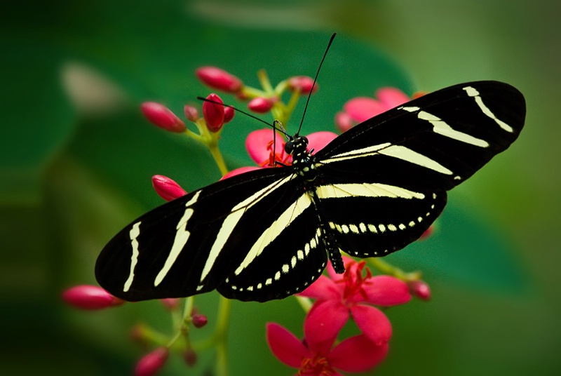 Zebra Wings