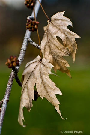 ~BROWN BEAUTY~