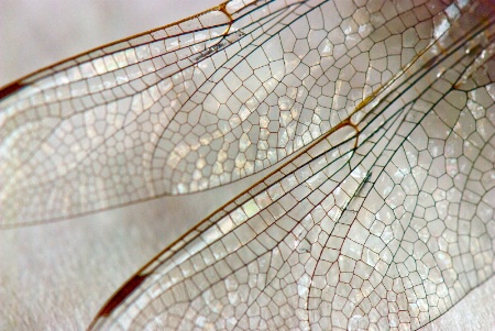 dragonfly wings