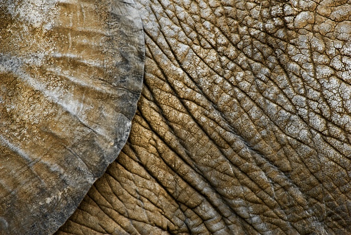 Elephant Abstract