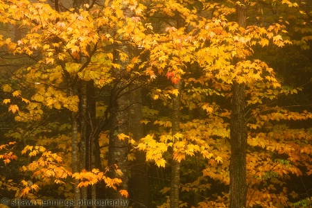 Autumn Splendor