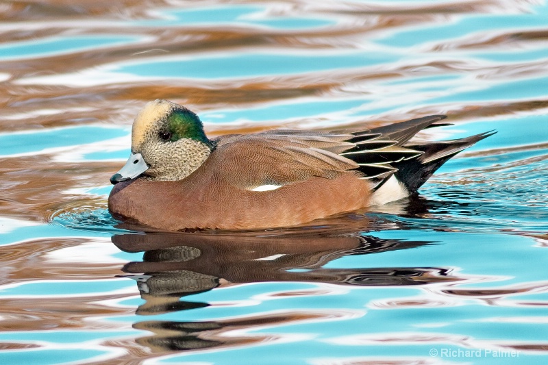 American Wigeon 2039