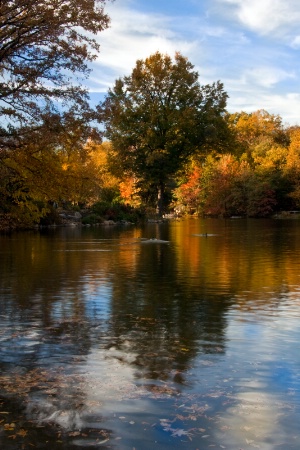 Central Park Reflection