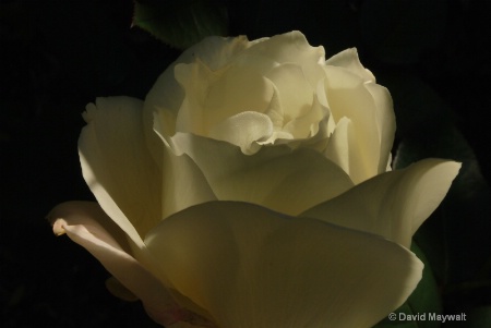 Light subject against dark:  Rose in Shade,1:39 pm