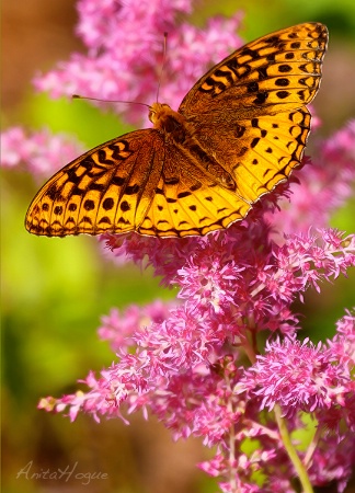 Astilbe Visitor