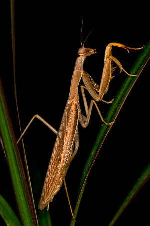 Mantis