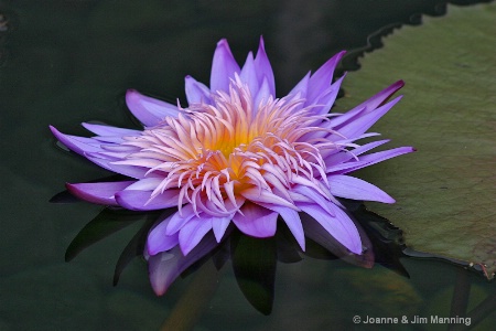 Tropical Water Lily