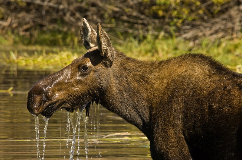 Moose In The Grand Teton National Park