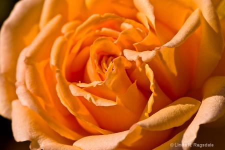 Petals of orange