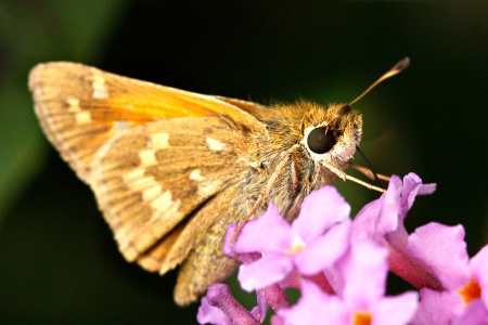 Skipper