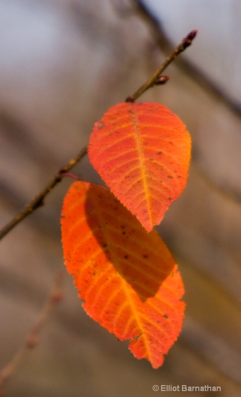 Fall Reflections 27 - ID: 9399577 © Elliot Barnathan