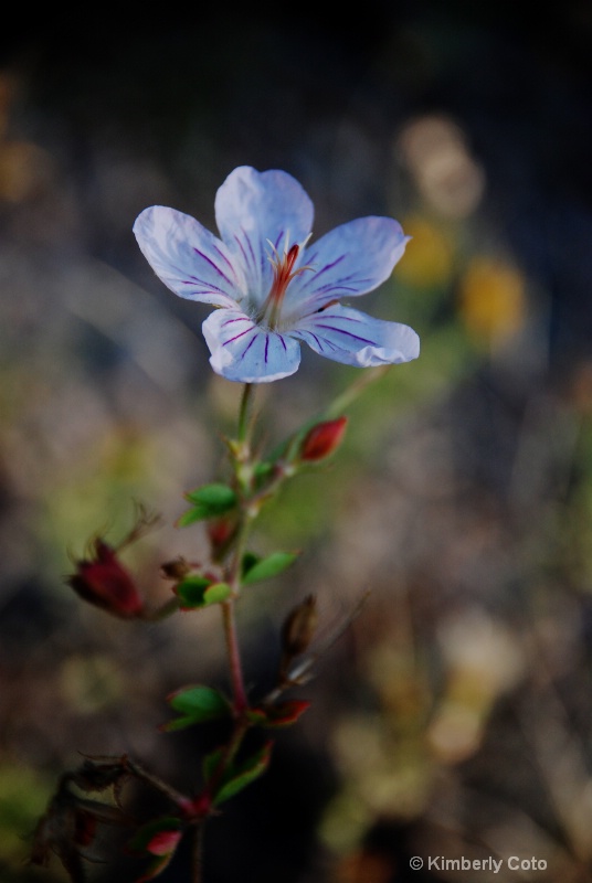 Colorado Wildflower - Adj. Color Curves