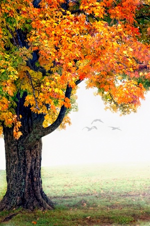 Foggy Fall Morning