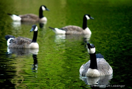 A Plump Of Geese...