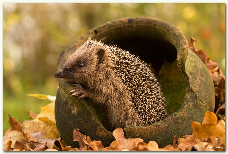 Curious hedgehog