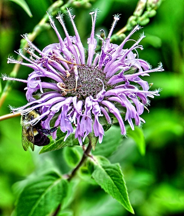 Bee On Bee Balm