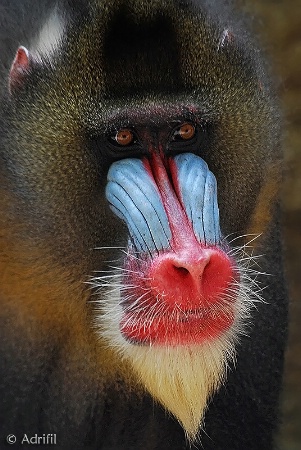 Mandrill