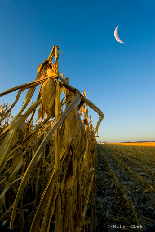 Corn Harvest