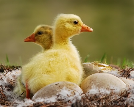 Guarding the Roost