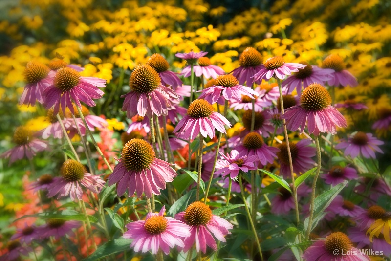 Field of Coneflowers