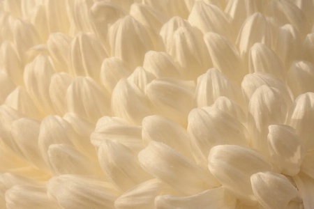 Chrysanthemum Petal Swirl