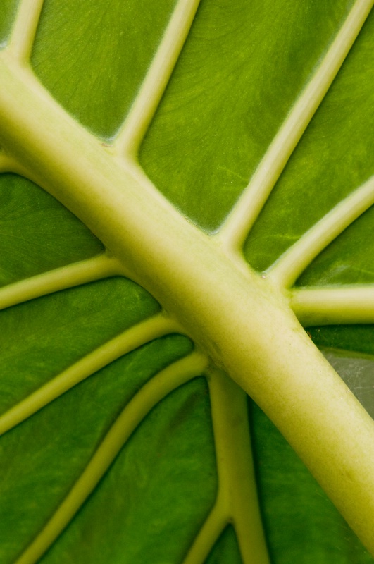 Leaf Veins