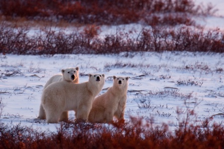 Mom and Yearlings