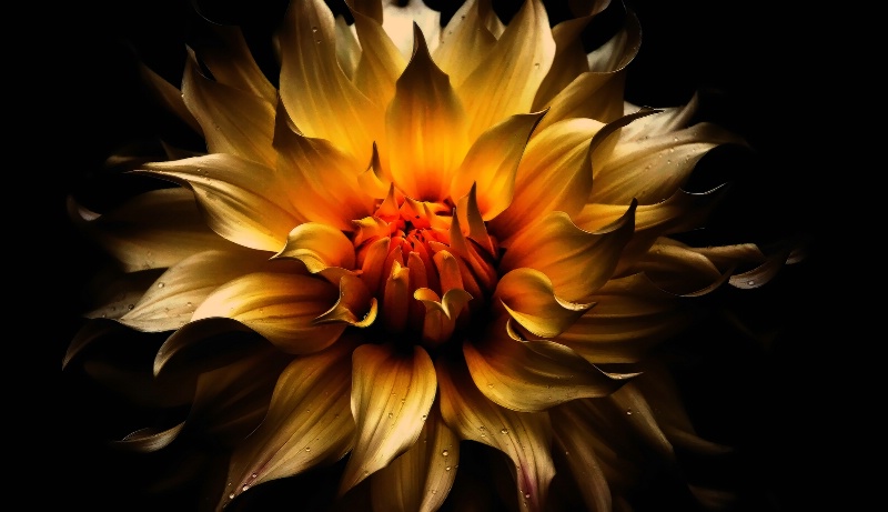 The Burning Bronze Dahlia