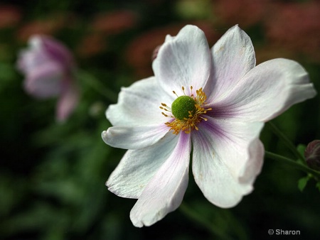 Wind Flower