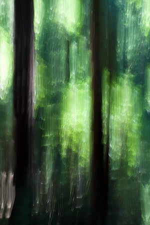 Armstrong Woods Tree Abstract