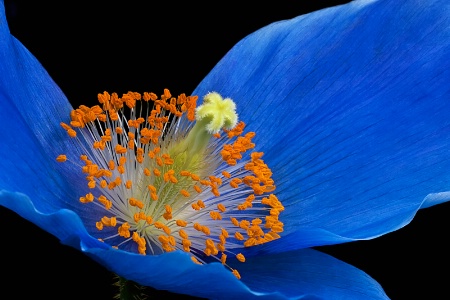 Blue Poppy