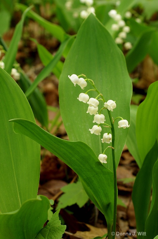 Lily of the Valley