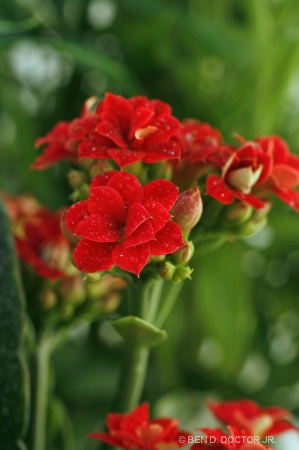 Red Kalanchoe