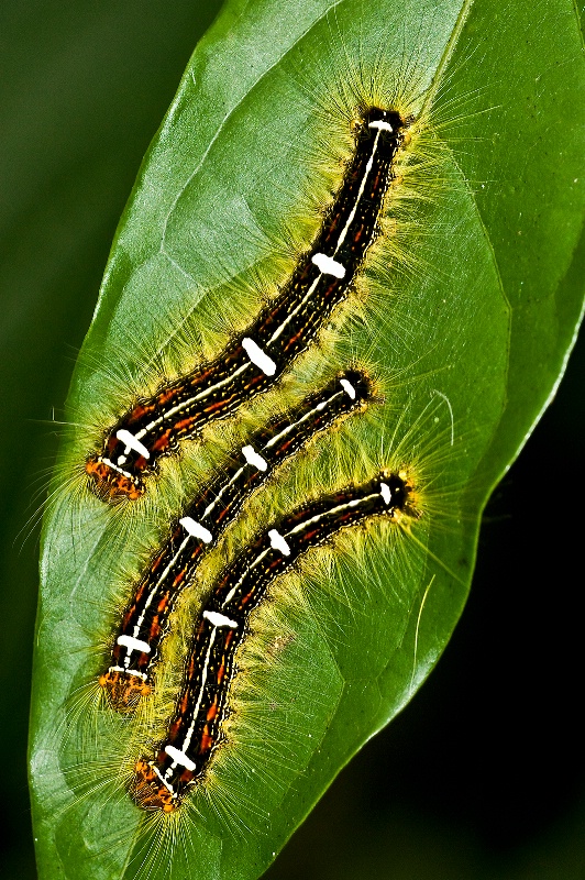 butterflie larvaes