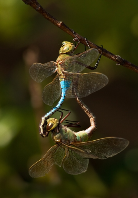 Two Dragonflys - ID: 9533822 © Michael Cenci
