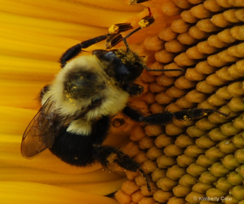 Bee 