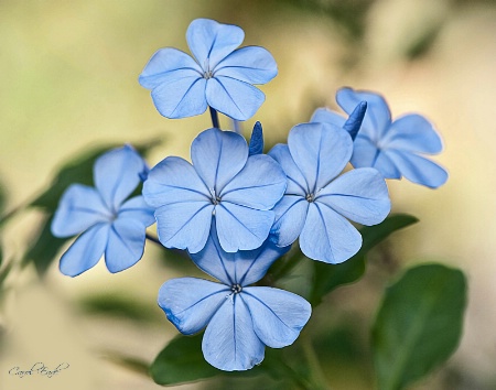 Plumbago