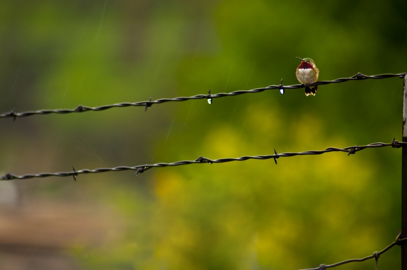 On the Fence