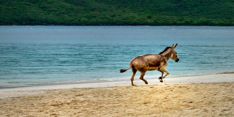 Galloping Donkey