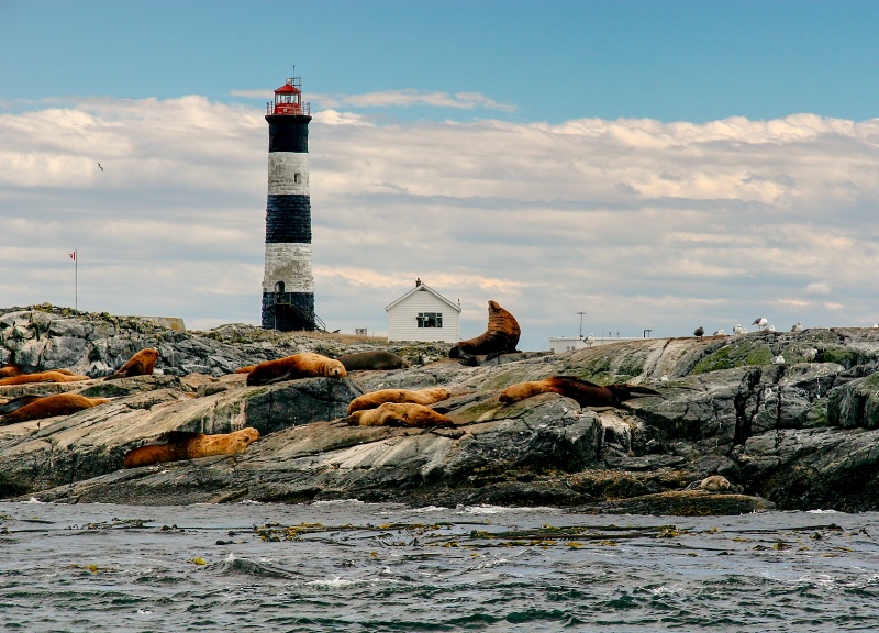 Seal Siesta