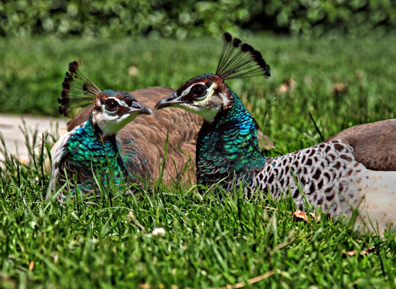 Your beak is definitely bigger than mine