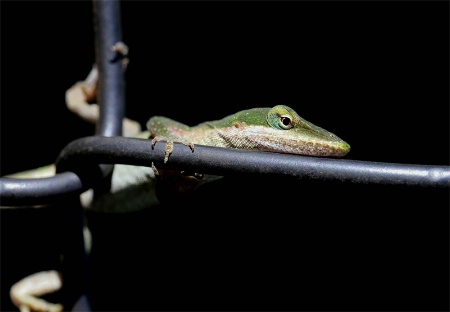 Lizard on a chain link fence