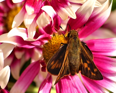 Little Skipper       122009