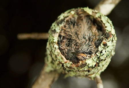 baby hummingbird