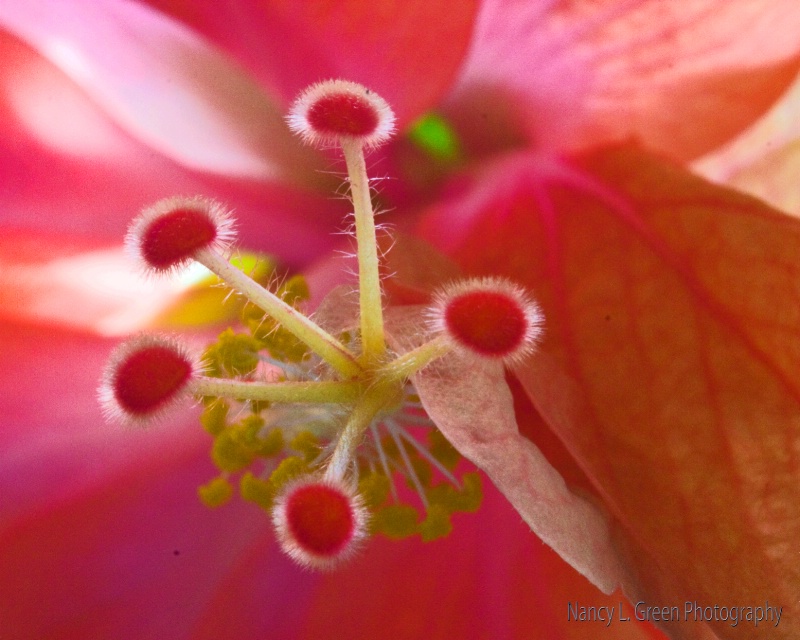 Pink Fuzzies