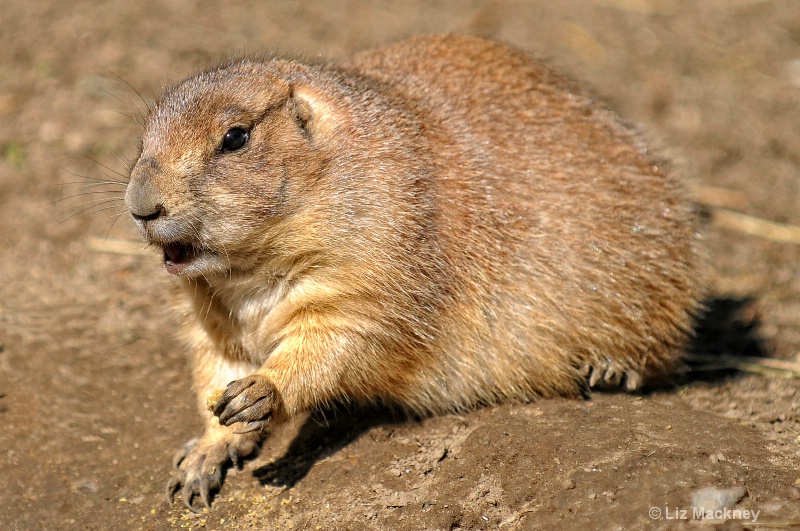 Prairie Dog Enjoying An Afternoon Snack