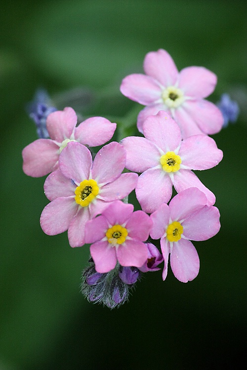 Little pink bunch