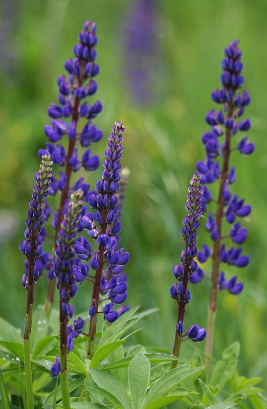 Rocky Mountain Lupine